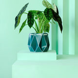 11cm POTR | 15cm POTR - Self-watering Planters